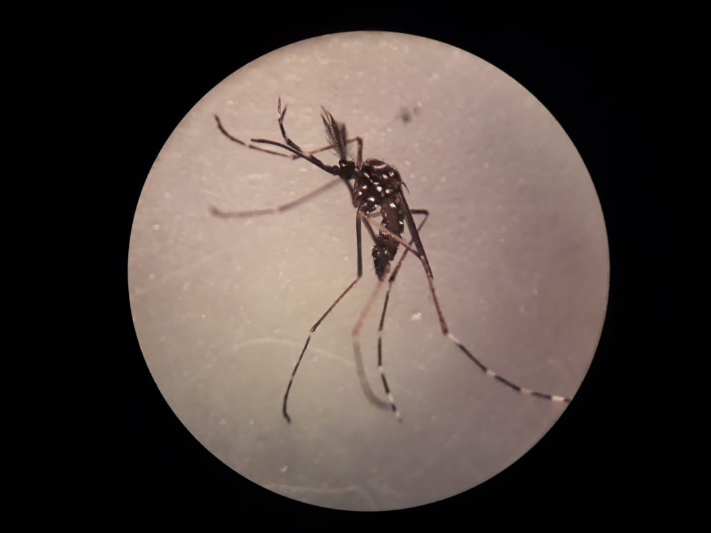 Mosquitos13