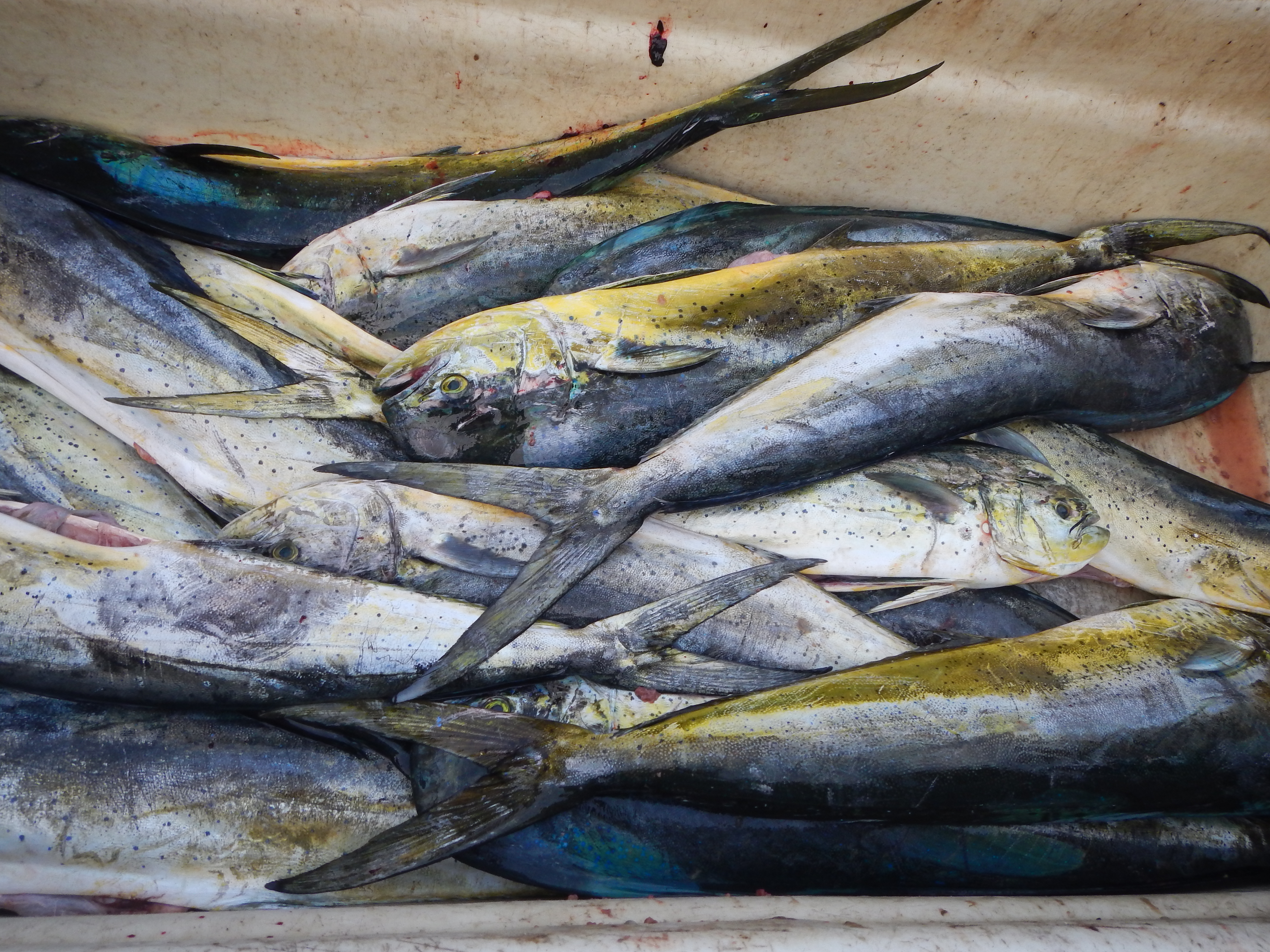  Consumo responsable de peces y mariscos 1