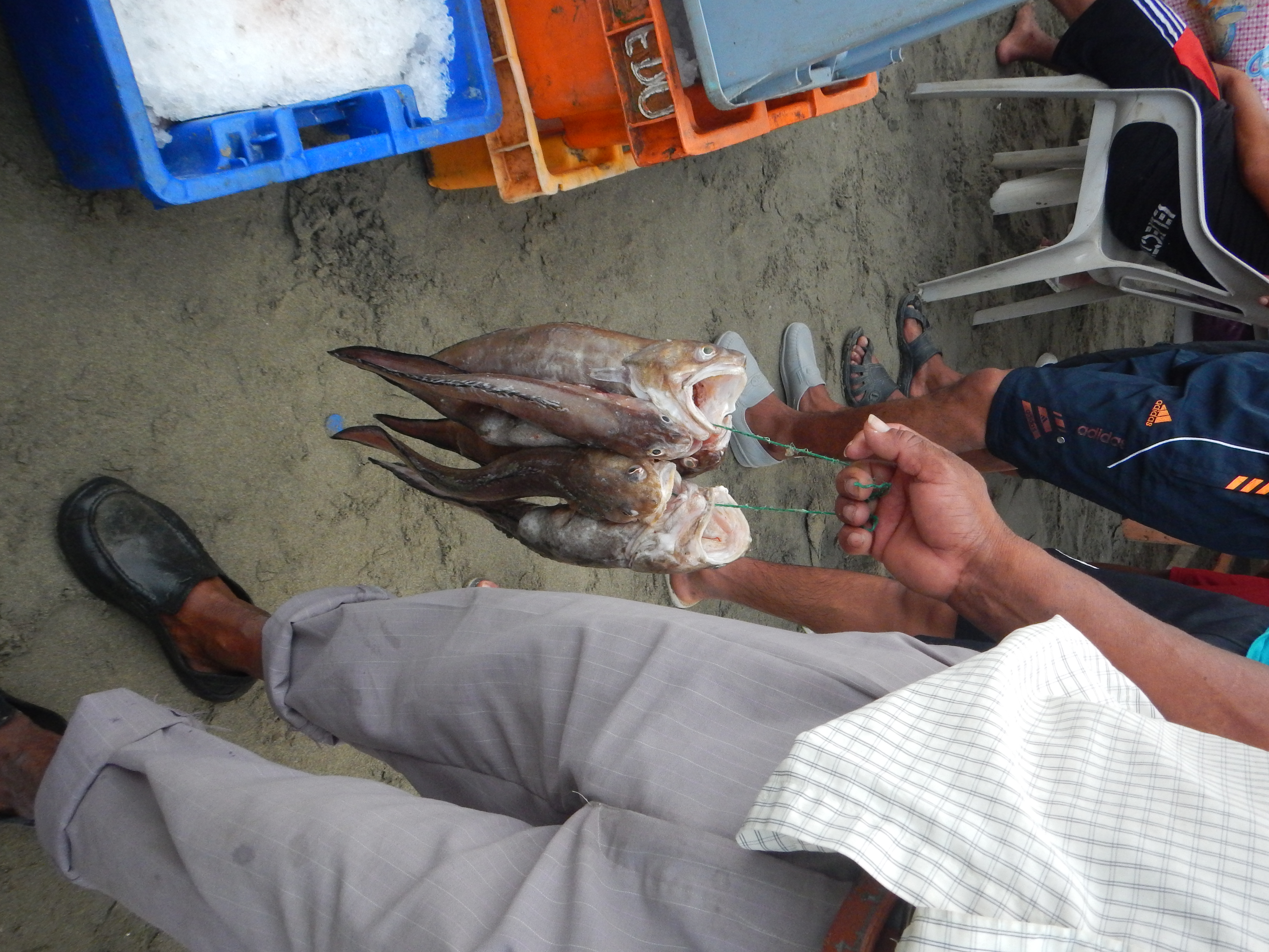 Consumo responsable de peces y mariscos 2
