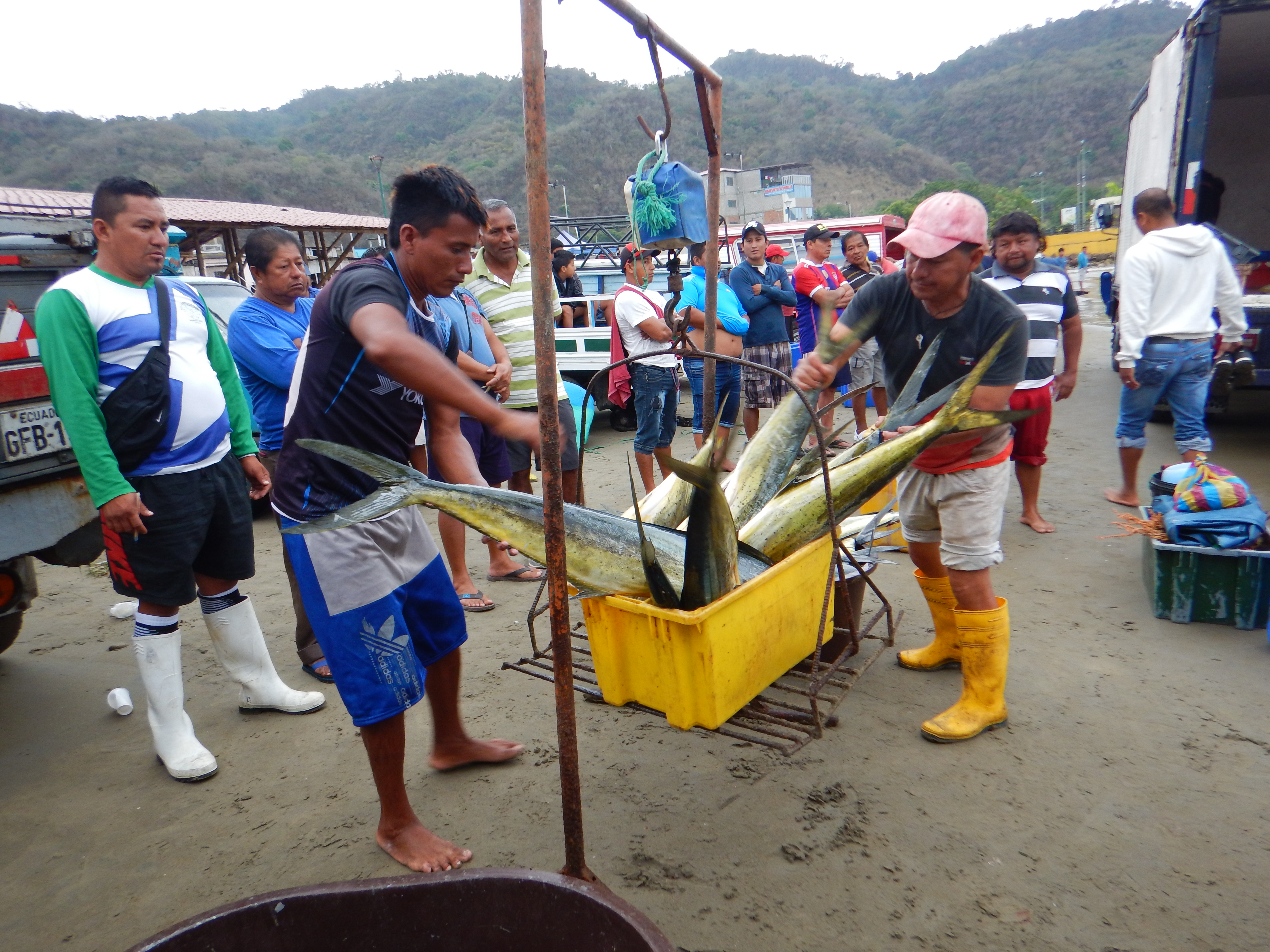  Consumo responsable de peces y mariscos 4