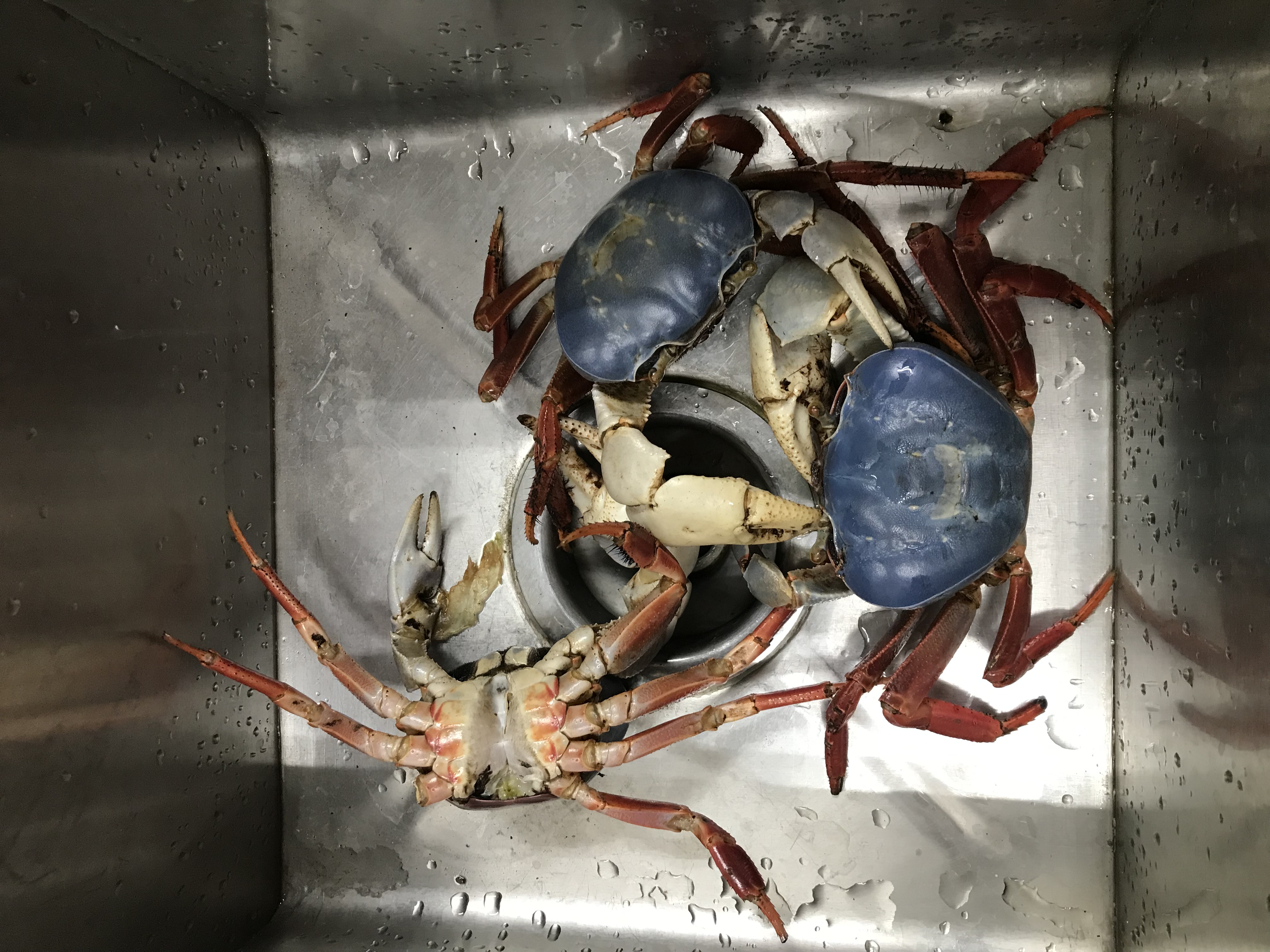  Consumo responsable de peces y mariscos 6
