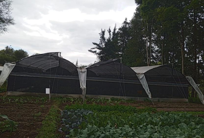 Frutilla 2