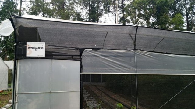 Frutilla 1