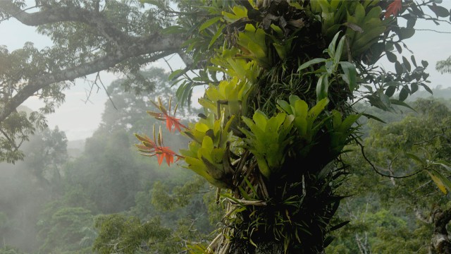 Banner Doctorado en Ecología y Soluciones Globales