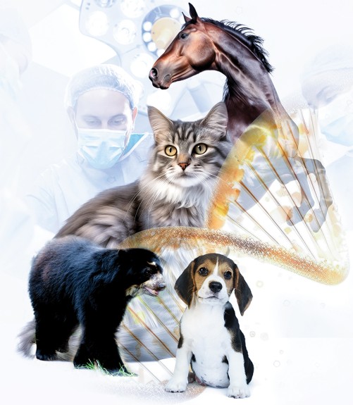 jornadas-veterinarias
