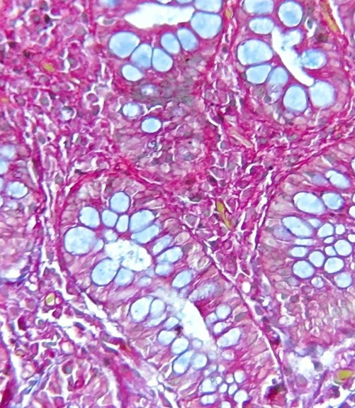 Banner - Taller: Bases Teórico-Prácticas de Histología