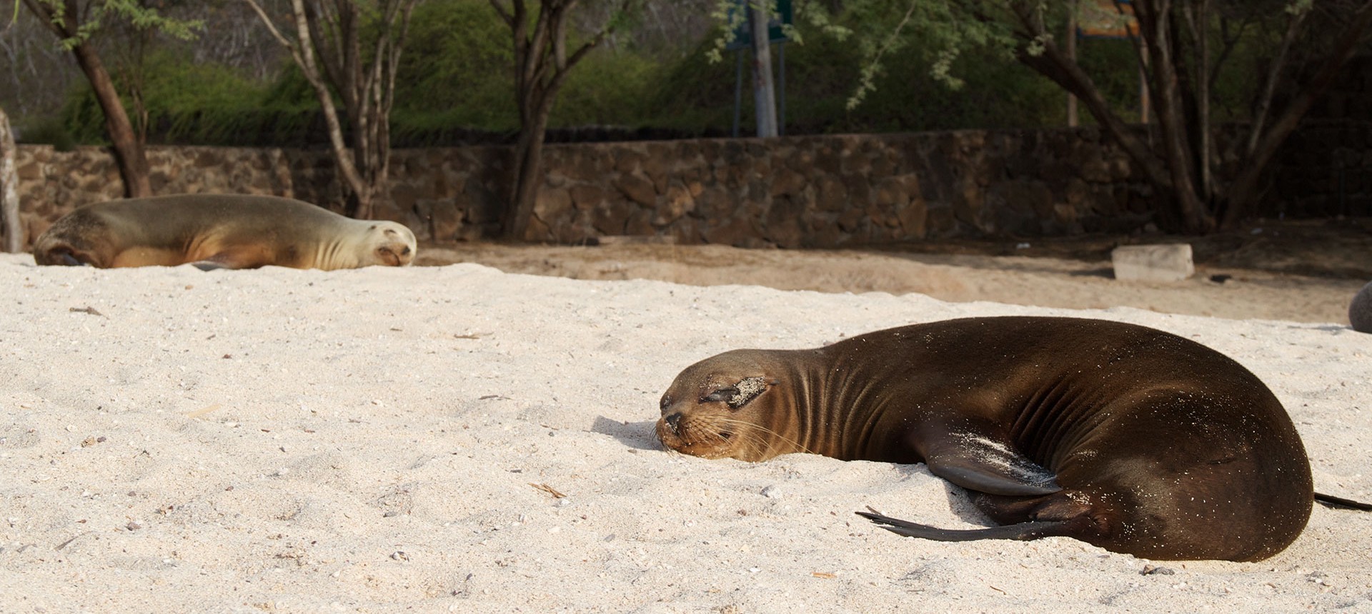 Galapagos