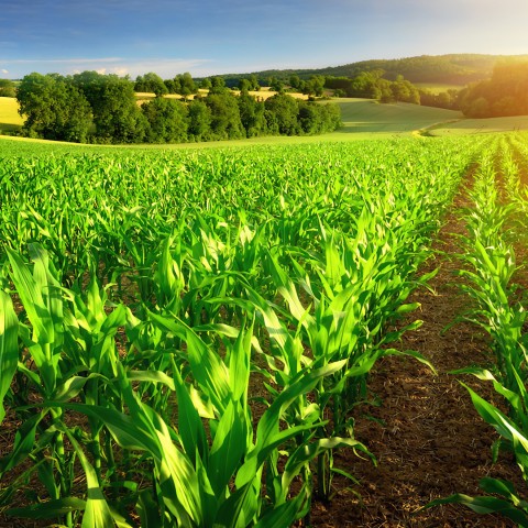 Fisiologia Vegetal