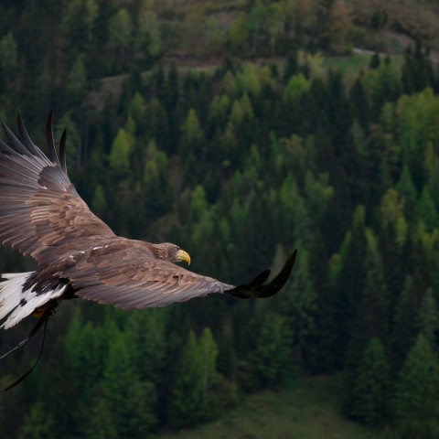Banner Semana de la Libertad