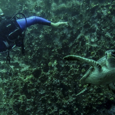 Curso 2x1 Buceo y filmación