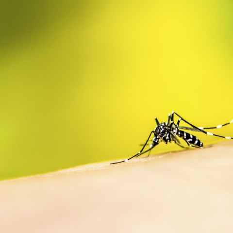 Seminario de Avances en Investigación de Dengue y Malaria