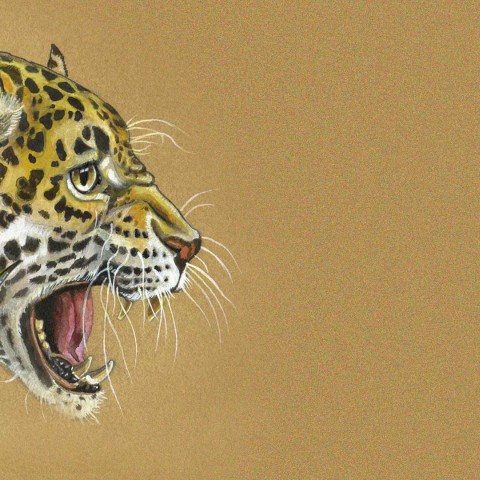 evento-pintura-amazonia