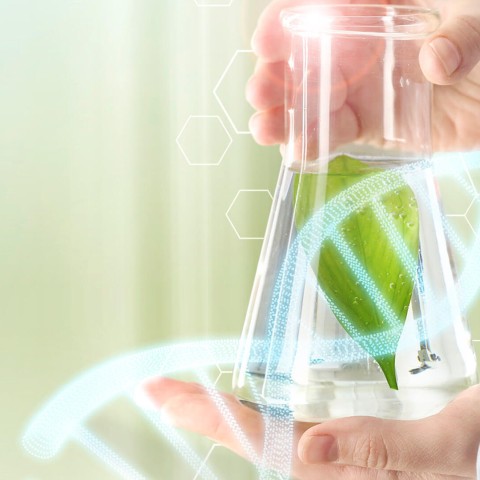 Escuela de Otoño: El Futuro del Mejoramiento Vegetal