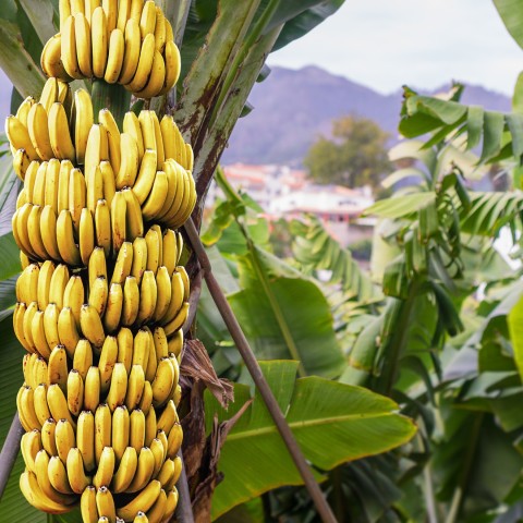 Beneficios y falencias de los precios mínimos de sustentación en la industria bananera