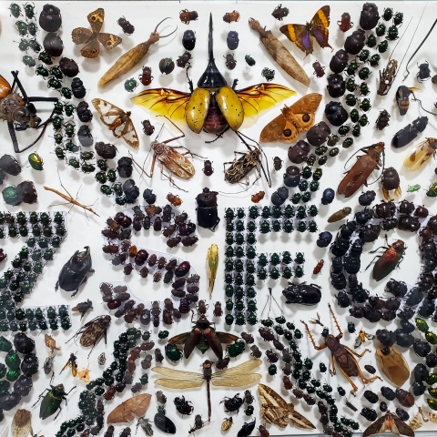 Banner Invertebrados ZSFQ