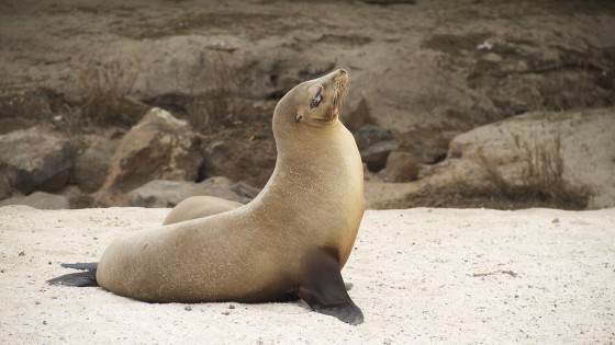 Galápagos