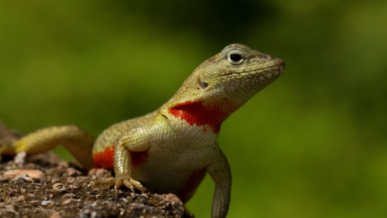 Maestría en Ecología Tropical y Conservación 2