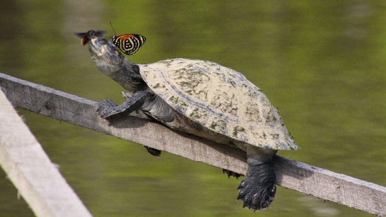 Maestría en Ecología Tropical y Conservación 5