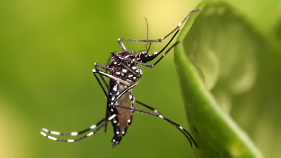 Mosquitos GLPGS