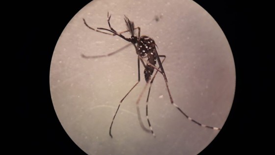 Mosquitos13
