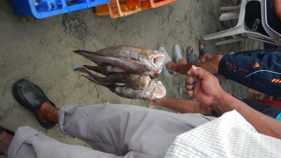 Consumo responsable de peces y mariscos 2