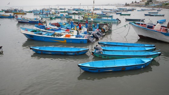 Consumo responsable de peces y mariscos 3