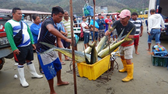  Consumo responsable de peces y mariscos 4
