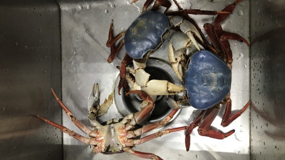 Consumo responsable de peces y mariscos 6