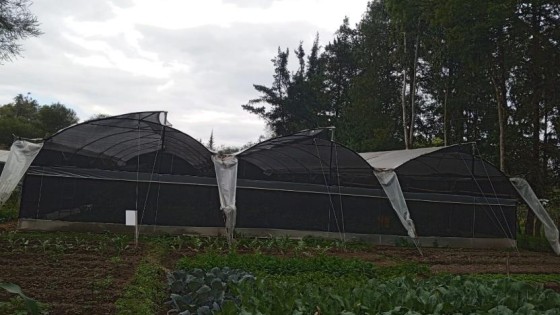 Frutilla 2