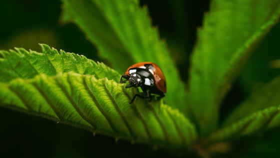 ciencias-abientales-y-sostenibilidad