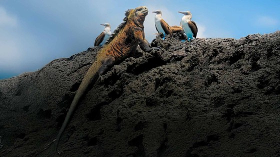 Cursos Modelos Mecanicistas de Nicho Ecológico