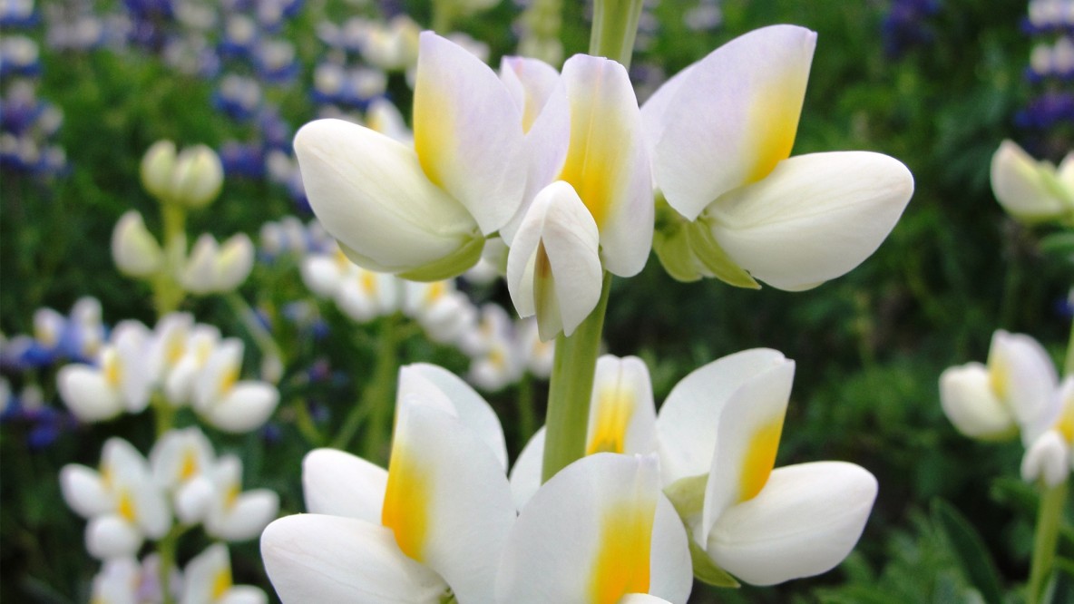 Banner 1 - International Lupin Conference XVII