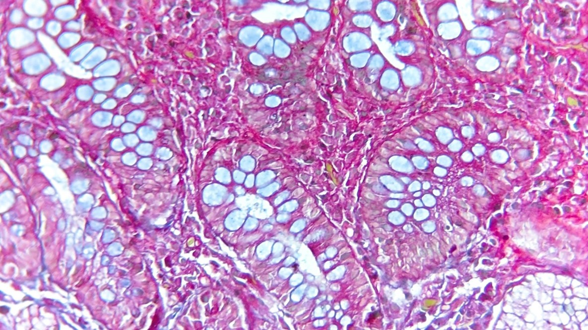 Banner - Taller: Bases Teórico-Prácticas de Histología