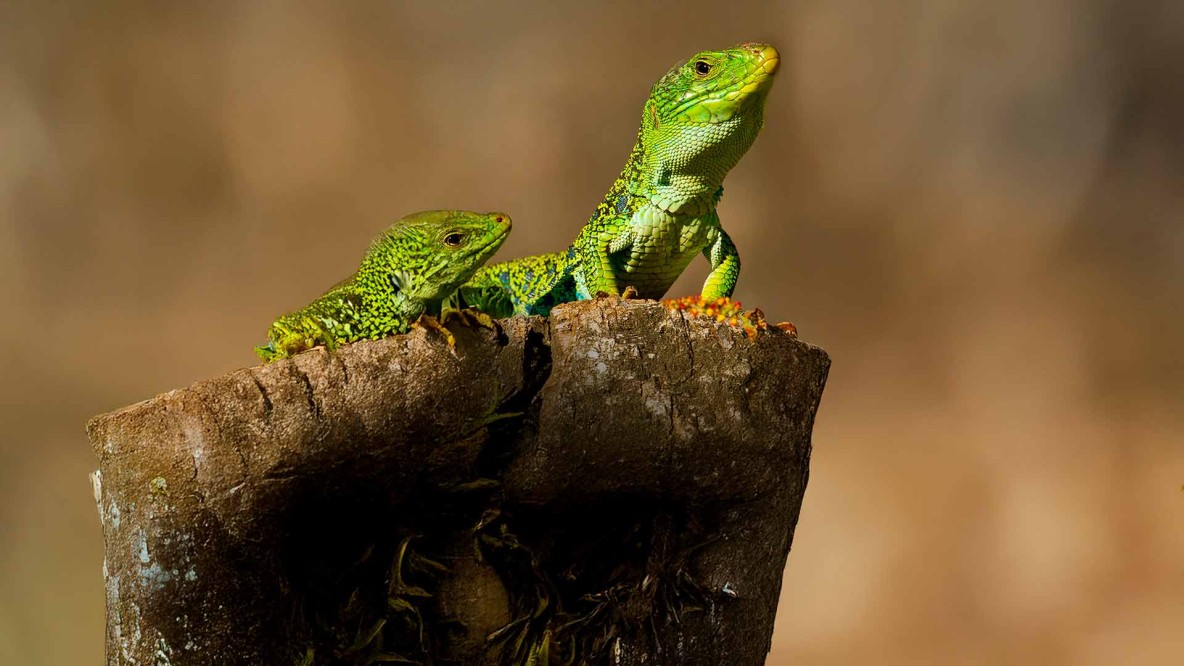 Curso Morfometría Geométrica
