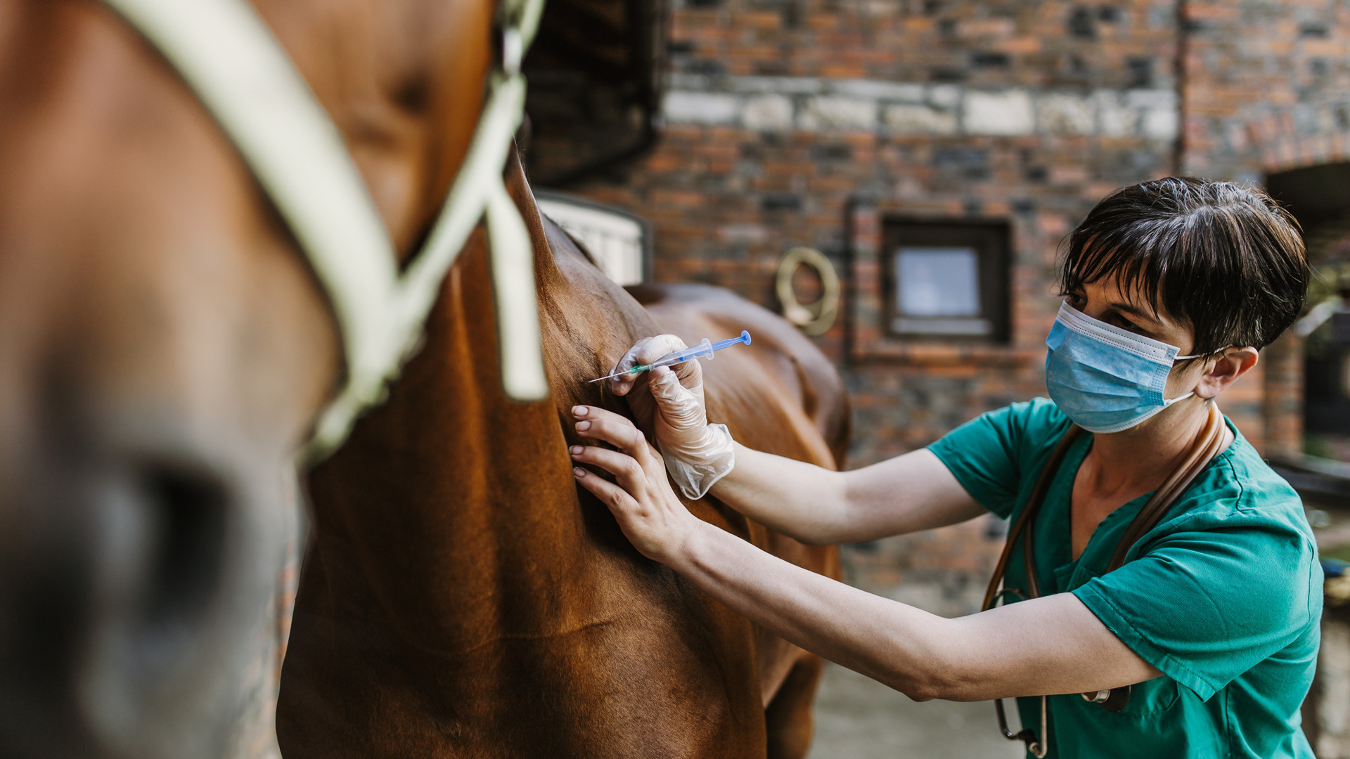 USFQ Vacante Auxiliar de Laboratorio Medicina Veterinaria