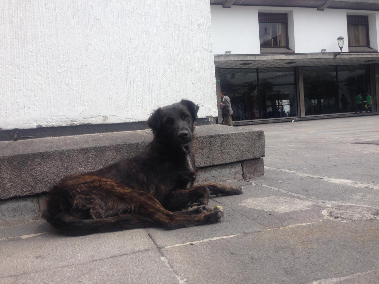 Perros abandonados2