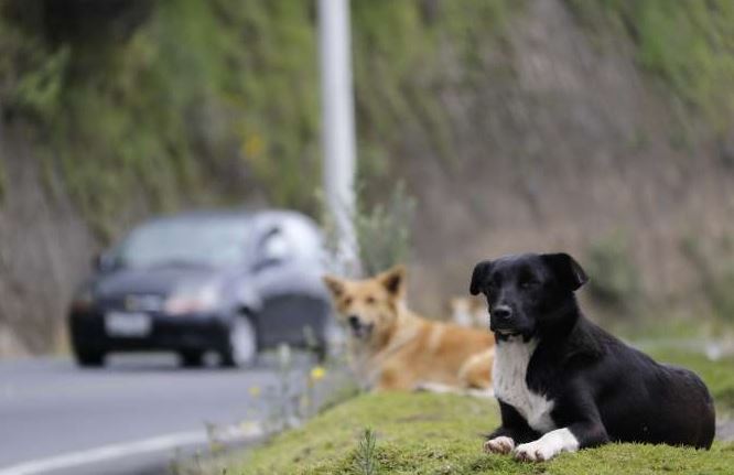 Perros abandonados9