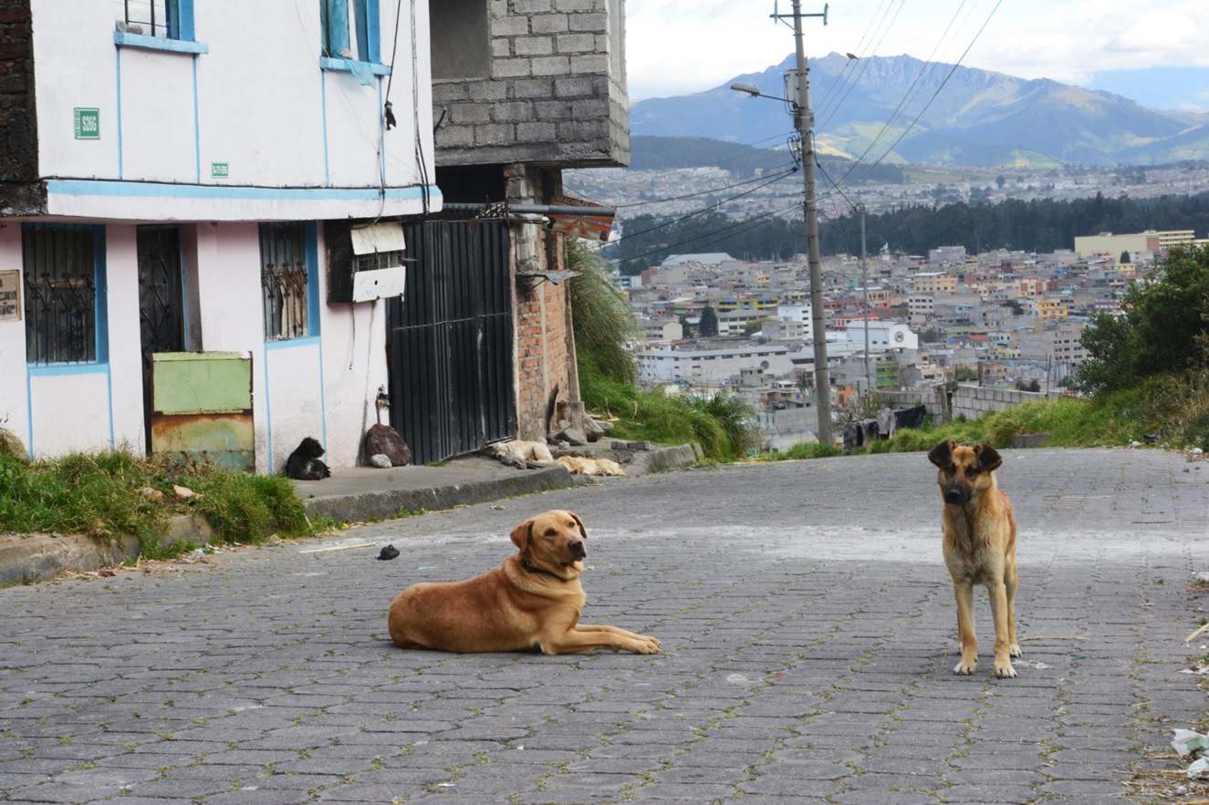 Perros abandonados