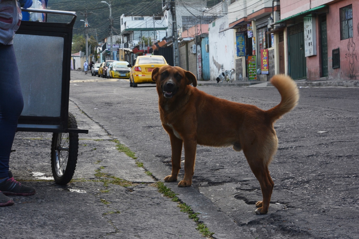 Perros abandonados3