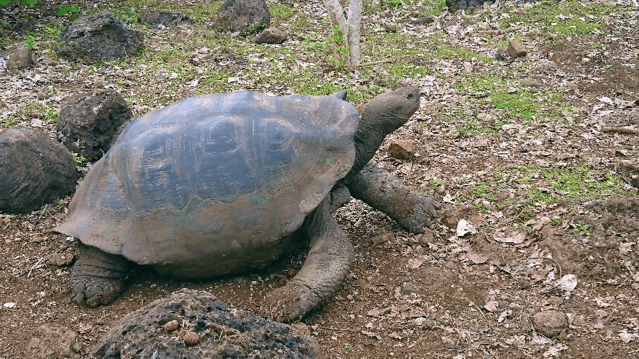 Galapagos 2