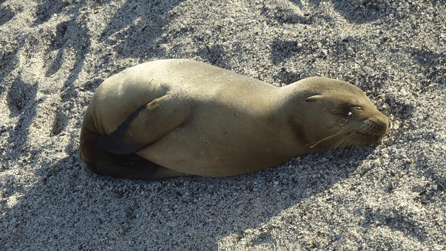 Galapagos 3