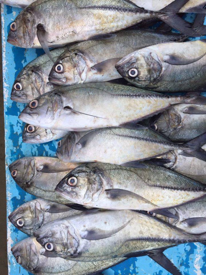  Consumo responsable de peces y mariscos 7