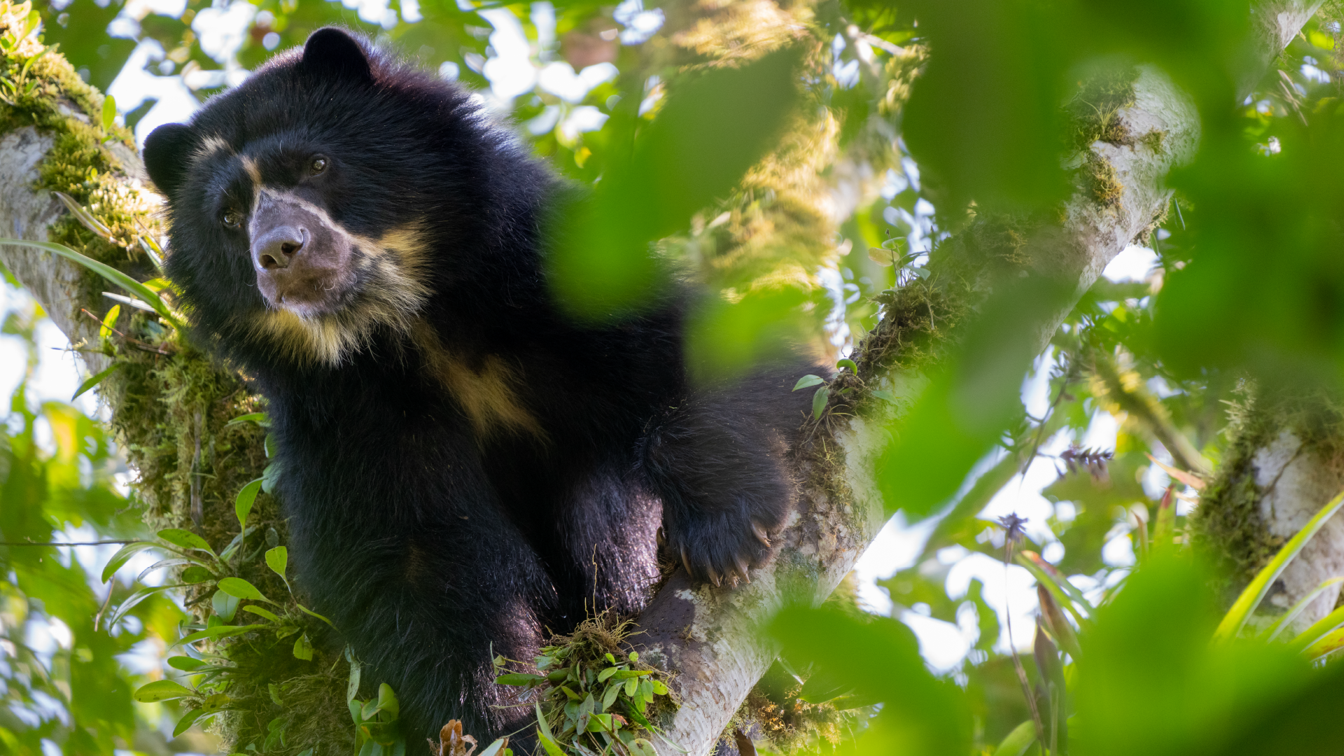 Oso andino en el bosque nublado — Foto: Lucas Bustamante