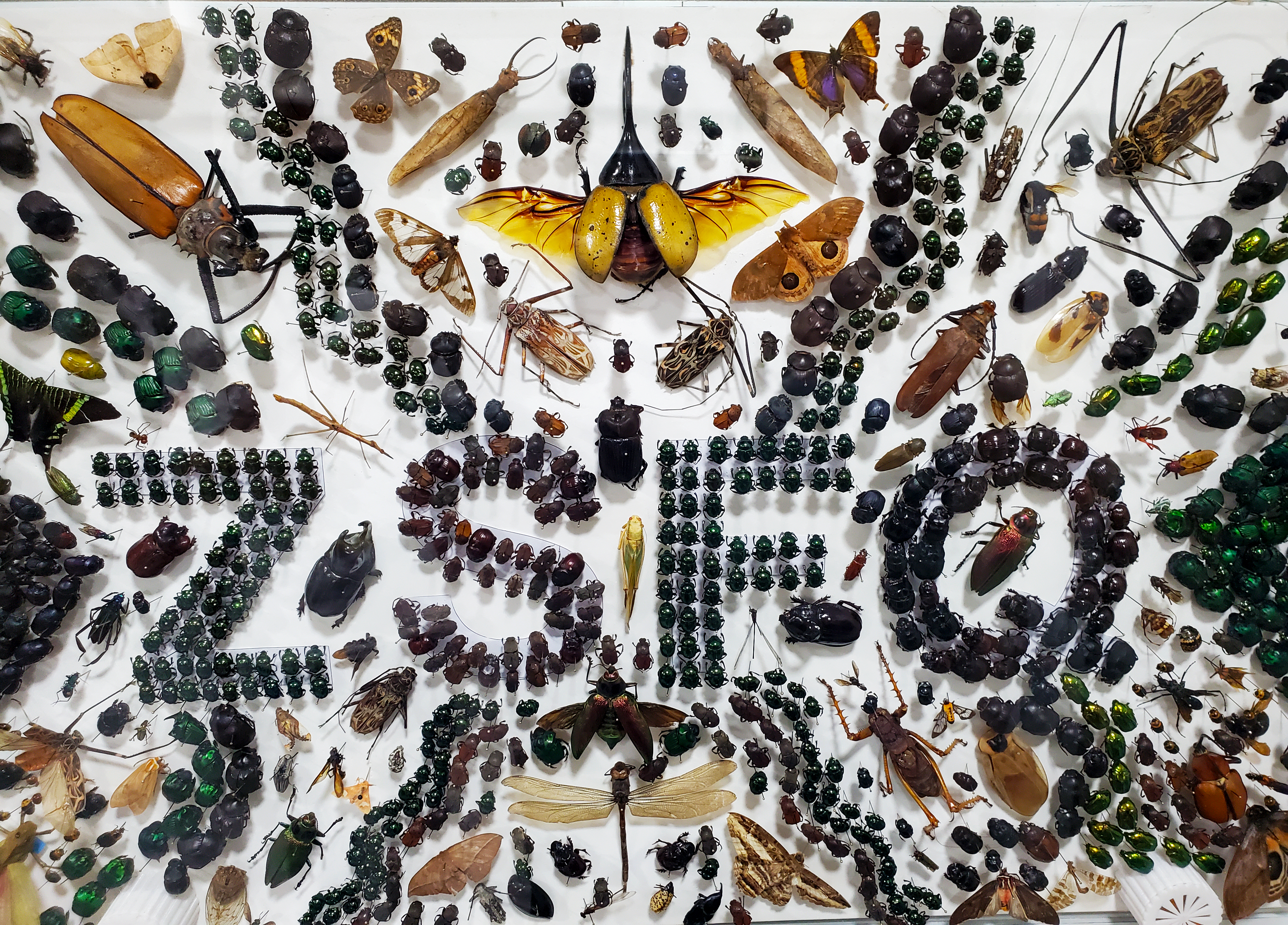 Invertebrados