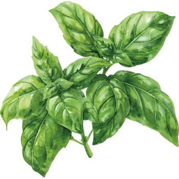 Albahaca de Sal