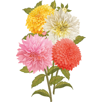 Dalia