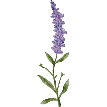 Lavanda