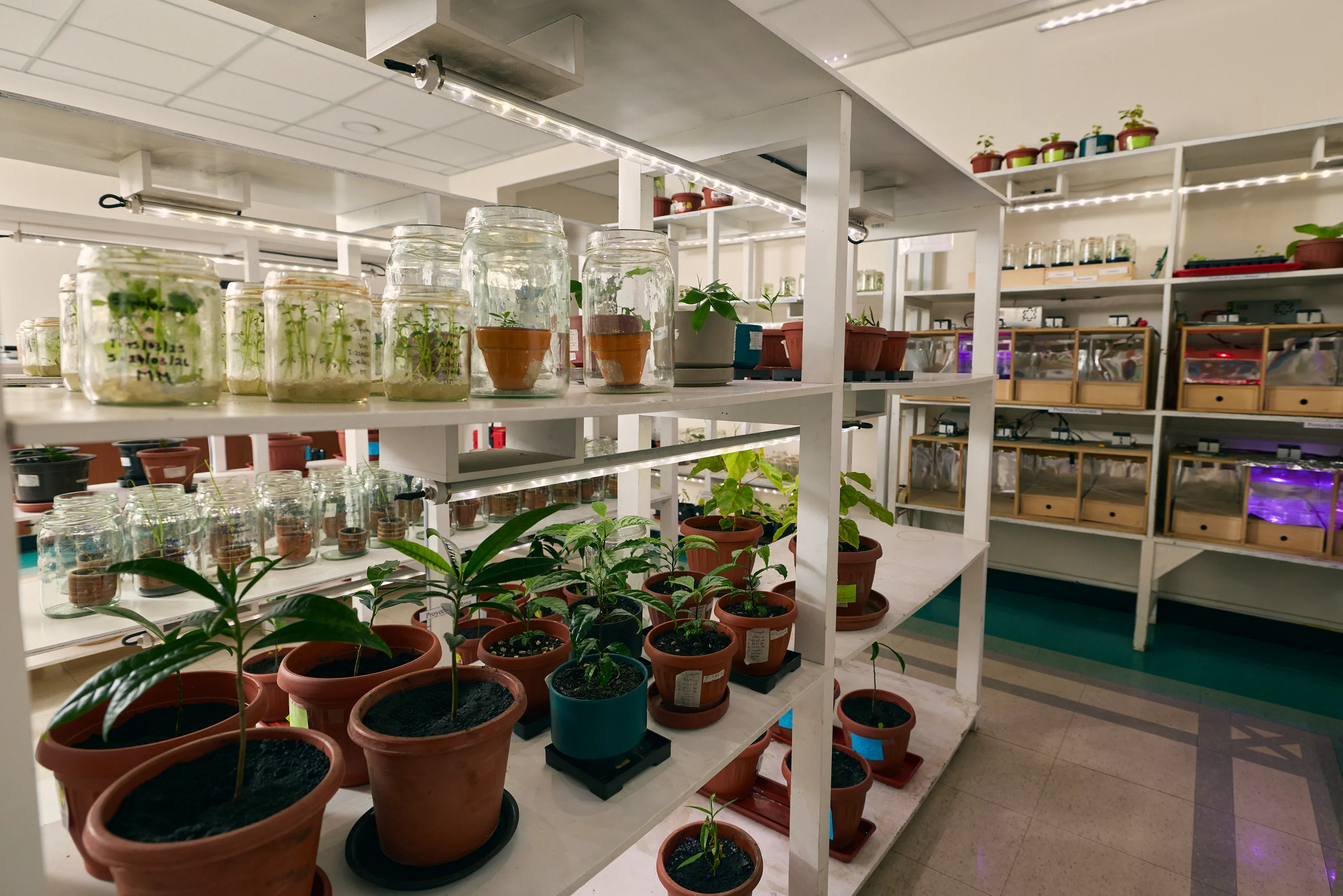 minor biotecnologia
