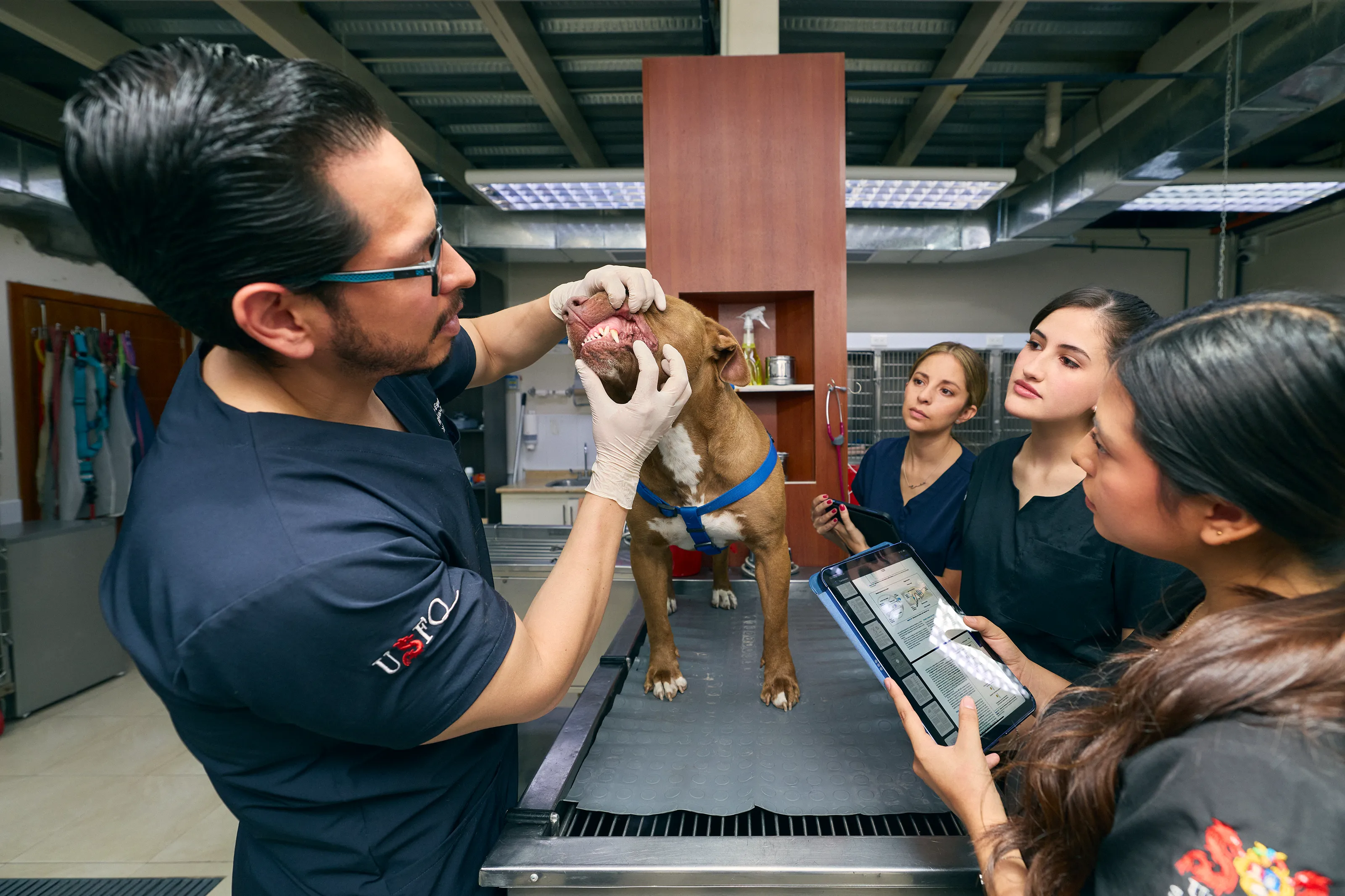 medicina_veterinaria
