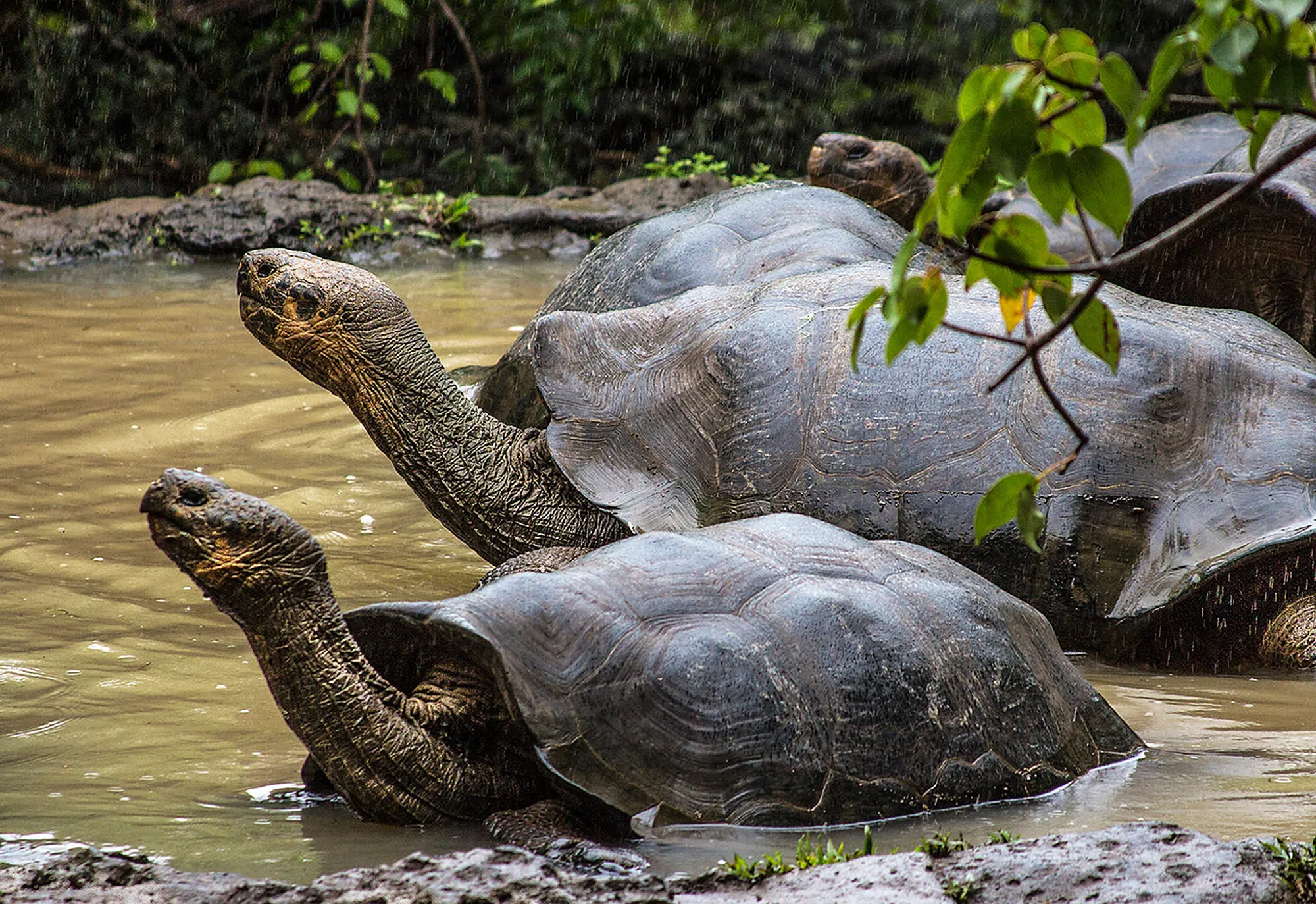 tortugas